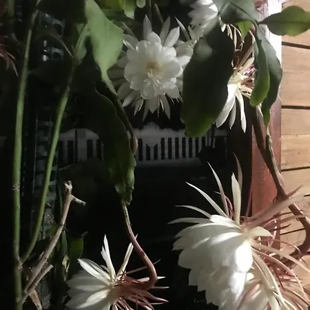 Pansiyon Pensionlien *