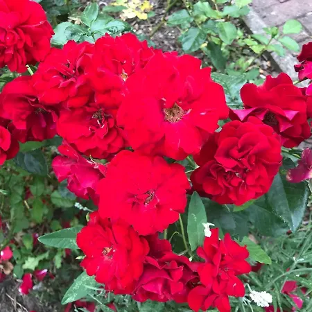 Pensionlien 民宿 *