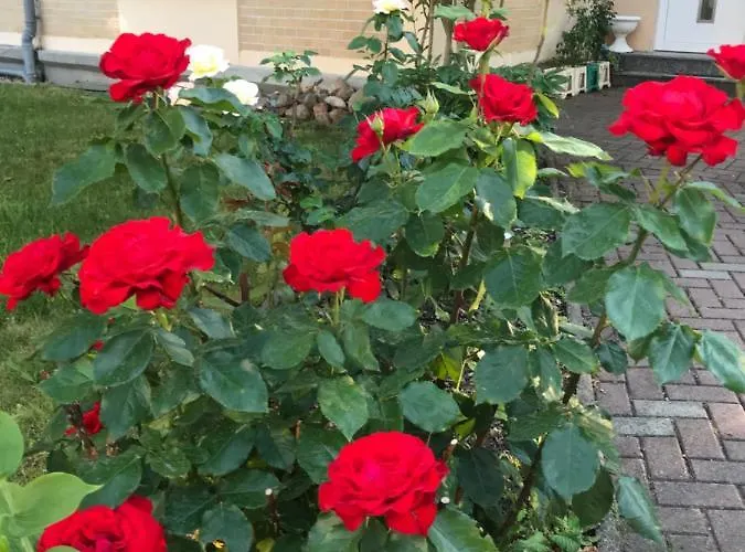 Pensionlien Koethen (Anhalt)