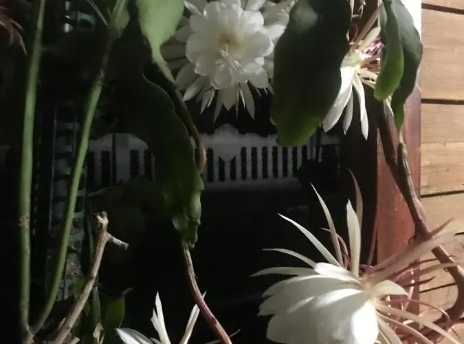 Rum i privatbostad Pensionlien *