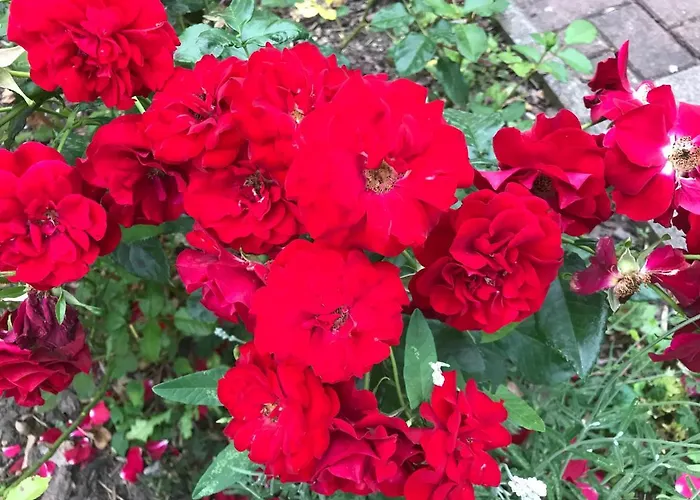 Pensionlien Rum i privatbostad *