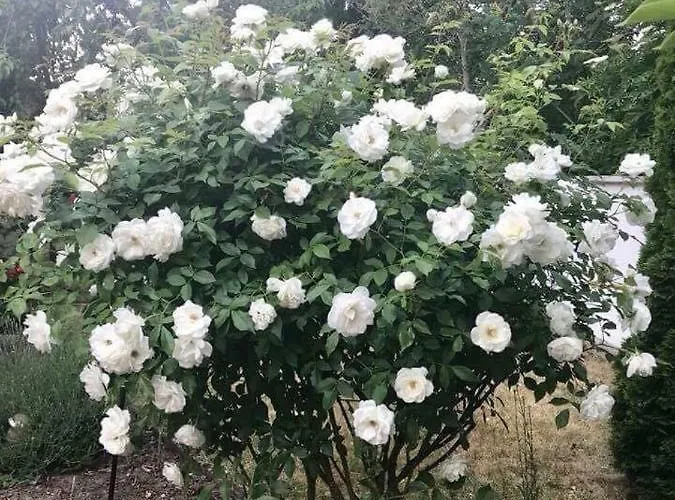 Rum i privatbostad Pensionlien Koethen (Anhalt)